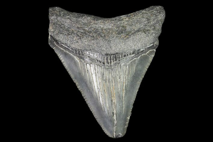 Juvenile Megalodon Tooth - Georgia #101394